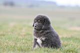 DOGUE DU TIBET 758